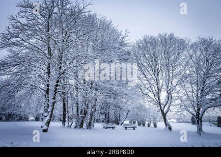 Forêt d'hiver enneigée dans le parc naturel de Rheingau-Taunus près d'Engenhahn, Niedernhausen, Hesse, Allemagne Banque D'Images