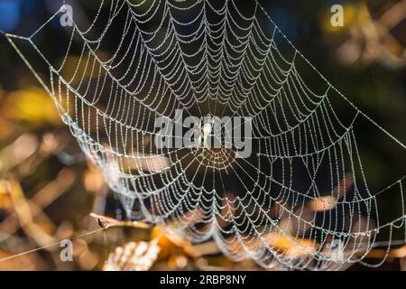 Toile d'araignée avec rosée matinale dans le parc naturel de Rheingau-Taunus au-dessus d'Engenhahn, Niedernhausen, Hesse, Allemagne Banque D'Images