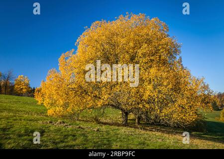 Grand vieux cerisier dans les vergers de prairie à Engenhahn en automne, Niedernhausen, Niedernhausen, Hesse, Allemagne Banque D'Images