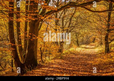 Sentier forestier en automne dans le parc naturel de Rheingau-Taunus près d'Engenhahn, Niedernhausen, Hesse, Allemagne Banque D'Images