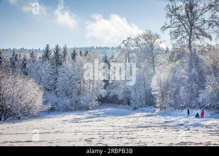 Forêt d'hiver dans le Taunus près d'Engenhahn, Niedernhausen, Hesse, Allemagne Banque D'Images