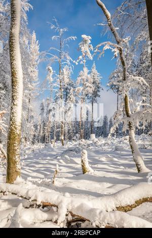 Forêt d'hiver enneigée dans le parc naturel de Rheingau-Taunus près d'Engenhahn, Niedernhausen, Hesse, Allemagne Banque D'Images