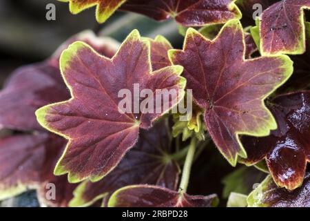 Belles feuilles sur un beau fond de bokeh flou par une journée ensoleillée dans une forêt londonienne Banque D'Images