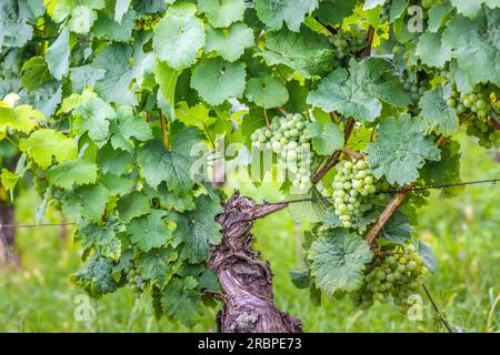 Vignes Riesling au château de Johannisberg, Rheingau, Hesse, Allemagne Banque D'Images