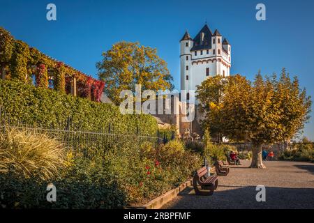 Château électoral Eltville, Rheingau, Hesse, Allemagne Banque D'Images