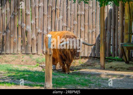 Gros plan d'une vache poilue de bétail écossais des hautes terres. Fermez l'herbe mâchant la vache de montagne dans une prairie verte essayant de jeter un coup d'œil à travers une tête de cheveux. Banque D'Images