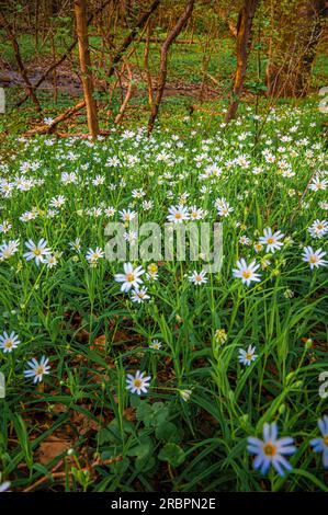 Longue exposition de marguerites sauvages (Leucanthemum) dans une forêt, Iéna, Thuringe, Allemagne Banque D'Images