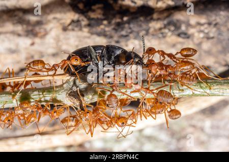 Un groupe de fourmis (Oecophylla smaragdina) tente de transférer un coléoptère terrestre à leur colonie Banque D'Images