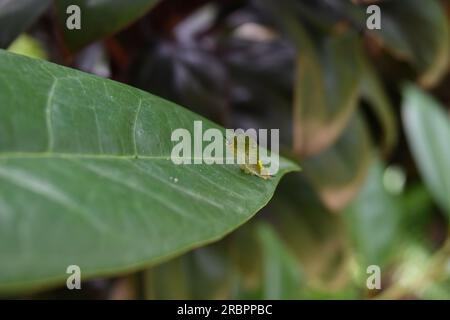 Vue d'une chenille de Jay vert à queue (Graphium Agamemnon) avec une tête légèrement surélevée de est assis sur le dessus d'une feuille verte Banque D'Images