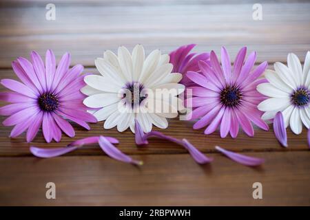 Belle fleur blanche et pourpre Osteospermum sur fond de bois Banque D'Images