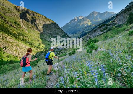 Homme et femme randonnée à travers les prairies fleuries avec la litière homme à fleurs bleues, Valle del Rio Ara, Ordesa y Monte Perdido Parc National, Ordesa, Huesca, A. Banque D'Images