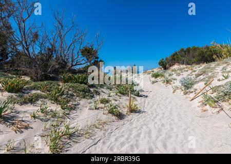 Sentier sablonneux bordé d'herbe de plage sur la falaise de dunes de sable jusqu'à la plage d'Elafonissi sur l'île de Creta. Banque D'Images