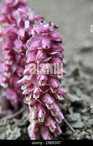 Au printemps, Lathraea squamaria pousse à l'état sauvage à l'état sauvage Banque D'Images