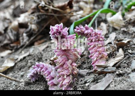 Au printemps, Lathraea squamaria pousse à l'état sauvage à l'état sauvage Banque D'Images