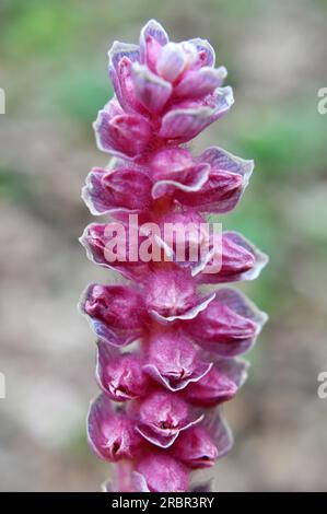 Au printemps, Lathraea squamaria pousse à l'état sauvage à l'état sauvage Banque D'Images