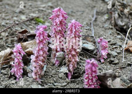 Au printemps, Lathraea squamaria pousse à l'état sauvage à l'état sauvage Banque D'Images