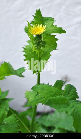 Le chardon jaune (Sonchus asper) pousse dans la nature. Banque D'Images