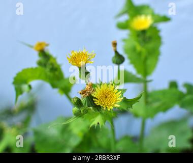 Le chardon jaune (Sonchus asper) pousse dans la nature. Banque D'Images