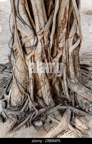 Arbre tropical entremêlé avec des racines ramifiées. Asie nature. Banque D'Images