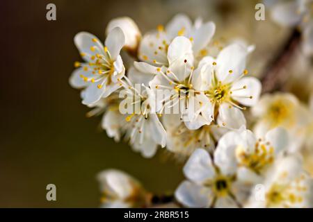 Hawthorn fleurit dans la lumière du soir, Bayer, Allemagne, Europe Banque D'Images