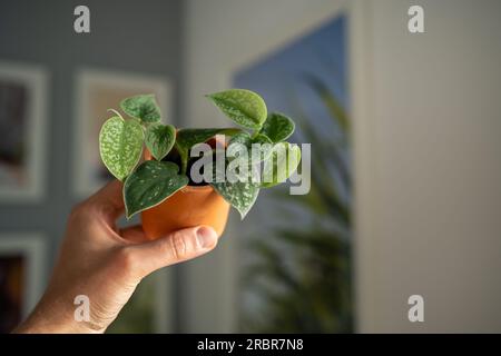 Petit sprout Scindapsus Pictus houseplant en terre cuite pot en homme main gros plan flou Banque D'Images