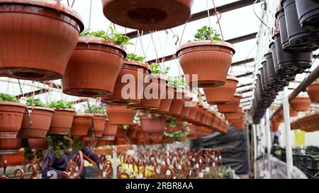 Des fleurs de pétunia roses, jaunes et violettes sont suspendues dans des pots en plastique dans la pépinière. Des fleurs de pétunia roses et jaunes sont suspendues dans des pots en plastique dans une pépinière. Les pétunias Banque D'Images