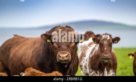 Taureau Luing mature, une race de bœuf indigène, en pâturage avec troupeau de bovins, Orcades, Écosse, Royaume-Uni Banque D'Images