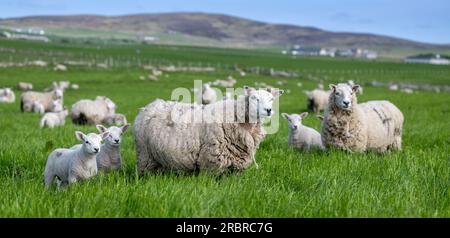 Cheviot croise des brebis des Shetland avec de jeunes agneaux texels sur Orcades, Écosse, Royaume-Uni. Banque D'Images