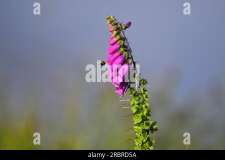 Foxglove Digitalis purpurea et bourdon à queue blanche Banque D'Images