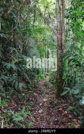 Sentier de randonnée forestier Fraser Hill Malaisie Banque D'Images