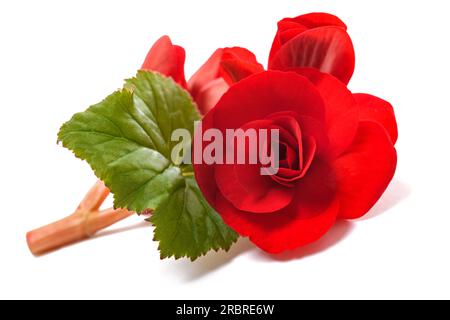 Fleur de Begonia rouge isolée sur fond blanc Banque D'Images