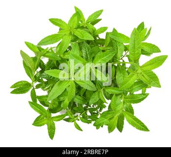 Plante de verveine de citron isolée sur fond blanc Banque D'Images