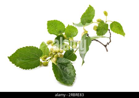 Branche de mûrier blanc avec des fruits isolés sur fond blanc Banque D'Images