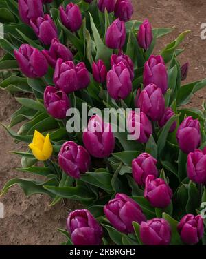 Tulipes, Wooden Shoe Tulip Farm, Woodburn OU Banque D'Images