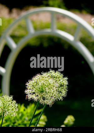 Globe géant poireau fleurissant dans le jardin Banque D'Images