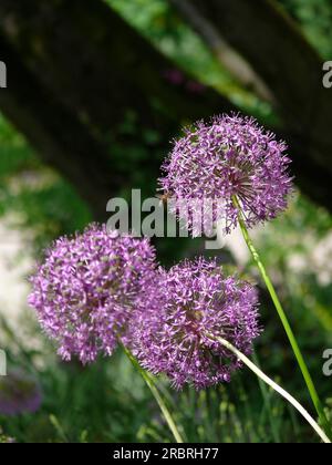 Globe géant poireau fleurissant dans le jardin Banque D'Images