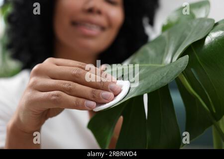 Gros plan de femme essuyant de belles feuilles de monstera. Soin des plantes d'intérieur Banque D'Images