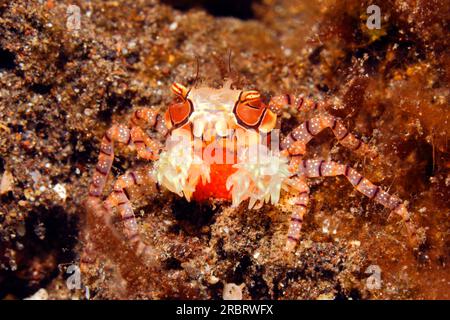 Crabe boxer ou crabe Pom Pom, Lybia tessellata, avec des œufs rouges, portant une anémone, Triactis sp dans sa griffe. Crabe femelle avec oeufs rouges.Tulamben, Bali, in Banque D'Images