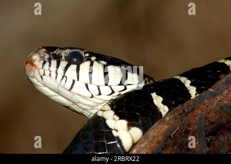 Serpent mangrove, également connu sous le nom de serpent chat à anneaux d'or. Boiga dendrophila. Il s'agit de serpents venimeux à l'arrière, endémiques à l'Asie du Sud-est. Banque D'Images