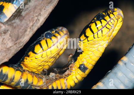 Deux serpents de mangrove, également connus sous le nom de serpent chat à anneaux d'or. Boiga dendrophila. Il s'agit de serpents venimeux à l'arrière, endémiques à l'Asie du Sud-est. Banque D'Images