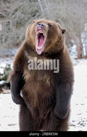 A Grizzly Bear profite du temps hivernal dans le Montana Banque D'Images