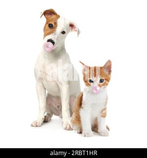 Mignon chat et chien soufflant des gommes à bulles sur fond blanc Banque D'Images