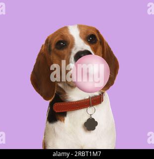 Adorable chien Beagle soufflant de la gomme à bulles sur fond violet Banque D'Images