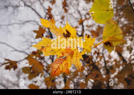 Photo des feuilles d'arbre d'avion, ou feuille de sycomore à l'automne prochain, avec leurs couleurs typiques pour l'automne: Marron, orange et jaune. Banque D'Images