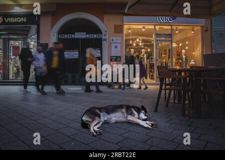 Photo d'un chien errant serbe dormant sur les trottoirs des rues de Novi Sad, Serbie, la nuit. Belgrade a un nombre important d'ABA errants Banque D'Images