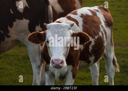 Photo d'un jeune veau holstein debout à Zasavica, en Serbie. Le Frison Holstein est une race ou un groupe international de races de bovins laitiers. Banque D'Images