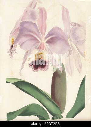 Cattleya cramoisi, Cattleya à lèvres rubis ou orchidée Cattleya à lèvres cramoisi, Cattleya labiata. Importé du Brésil par l'ornithologue et artiste anglais William Swainson en 1818. Gravure colorée à la main d’après une illustration botanique de Samuel Holden tirée de Joseph Paxton Magazine of Botany et Register of Flowering plants, Volume 4, Orr et Smith, Londres, 1837. Banque D'Images