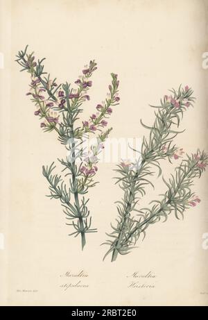 Millepertuis, Muraltia stipulacea, Muraltia de Heister, Muraltia heisteria. Originaire du Cap de bonne-espérance, en Afrique du Sud, nommé en l'honneur du botaniste suisse John von Muralt. Gravure coloriée à la main par Frederick William Smith d’après une illustration botanique de Miss Morrish tirée du Magazine of Botany de Joseph Paxton et Register of Flowering plants, Volume 4, Orr et Smith, Londres, 1837. Banque D'Images