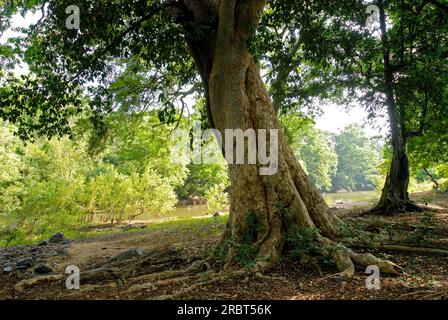 Baralikkadu ECO site touristique est situé au barrage de Karamadai Pilloor, chaîne Athikkadavu des Ghats occidentaux à Mulli près de Coimbatore, Tamil Nadu, Sud Banque D'Images