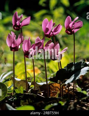 Cyclamen purpurascens d'Europe (Cyclamen purpurascens) Banque D'Images